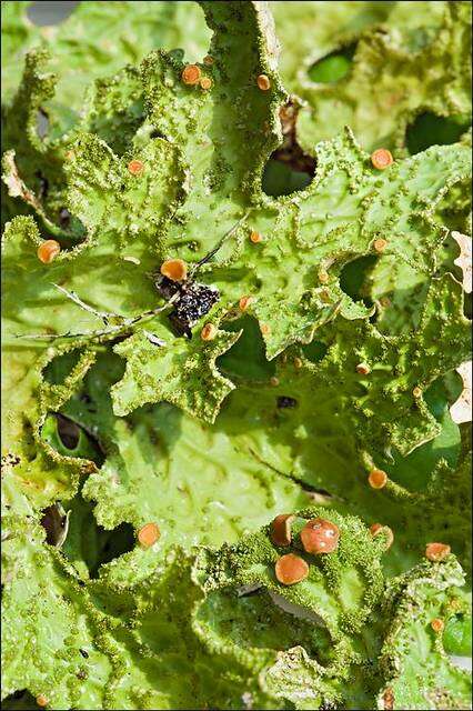 Image of lung lichen