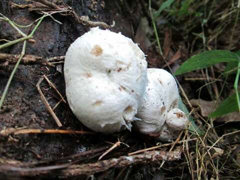 Image of Entoloma abortivum (Berk. & M. A. Curtis) Donk 1949