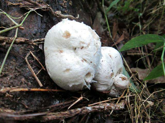 Image of Entoloma abortivum (Berk. & M. A. Curtis) Donk 1949