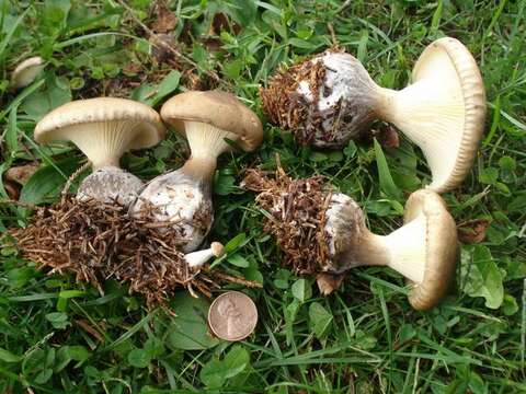 Image of Ampulloclitocybe