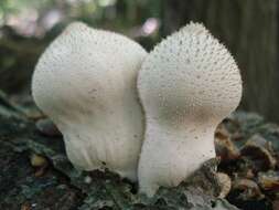 Imagem de Lycoperdon