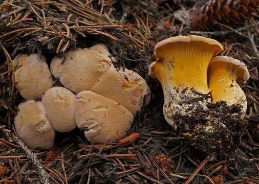 Image of Cantharellus roseocanus (Redhead, Norvell & Danell) Redhead, Norvell & Moncalvo 2012