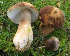 Image of Boletus variipes Peck 1888