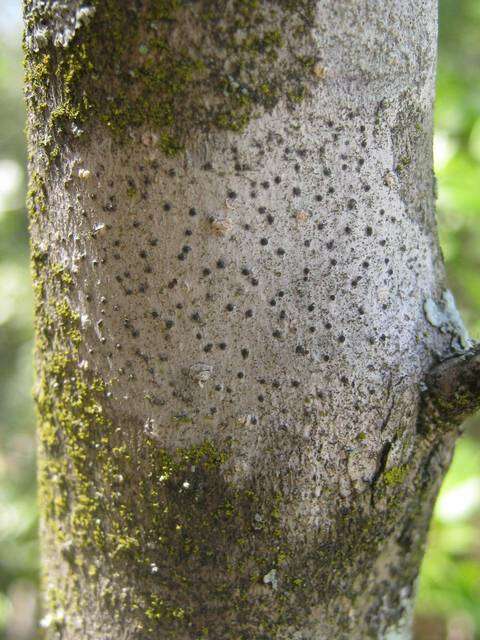 Image of julella lichen