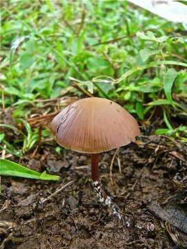 Plancia ëd Psilocybe subtropicalis Guzmán 1995