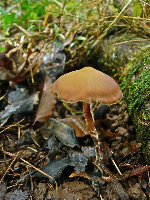 Image of Psilocybe subtropicalis Guzmán 1995