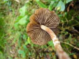 Plancia ëd Psilocybe subtropicalis Guzmán 1995