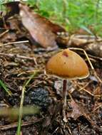 Plancia ëd Psilocybe subtropicalis Guzmán 1995