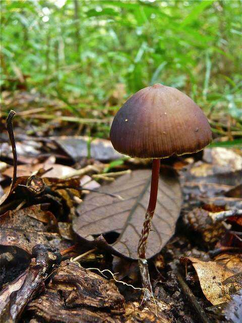 Слика од Psilocybe subtropicalis Guzmán 1995