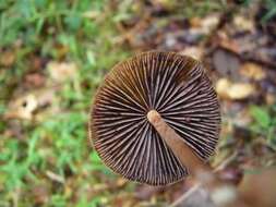 Plancia ëd Psilocybe subtropicalis Guzmán 1995