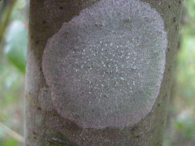Sivun Phlyctidaceae kuva