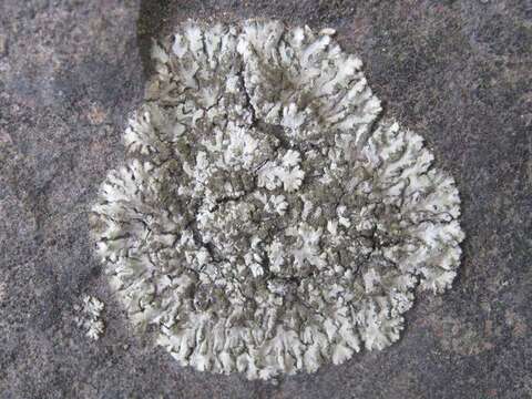 Image of Shadow lichens