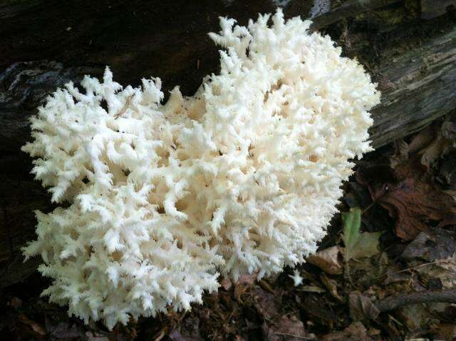 Image of tooth fungi