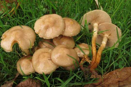 Pholiota resmi