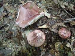 Image of Hygrophorus