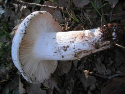 صورة Leucopaxillus albissimus (Peck) Singer 1939