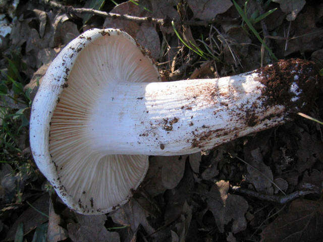 صورة Leucopaxillus albissimus (Peck) Singer 1939