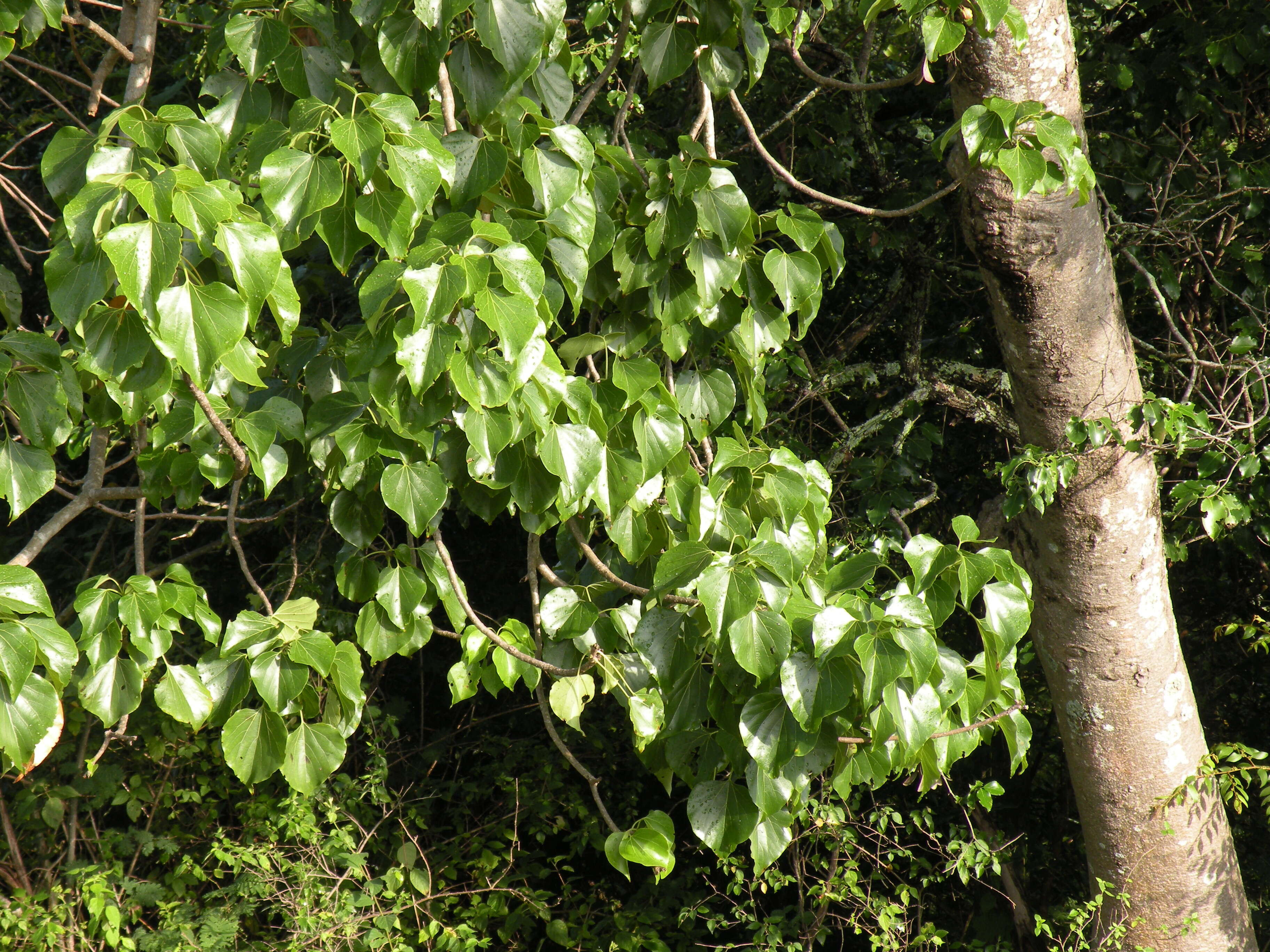 Image of Gyrocarpus americanus Jacq.