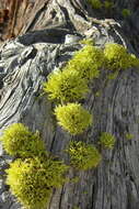 Image of wolf lichen