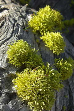 Image of wolf lichen