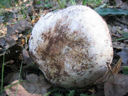 Image of Leucopaxillus albissimus (Peck) Singer 1939