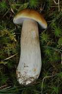 Image of Boletus