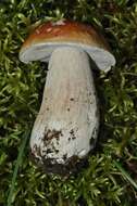 Image of Boletus