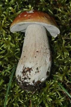 Image of Boletus