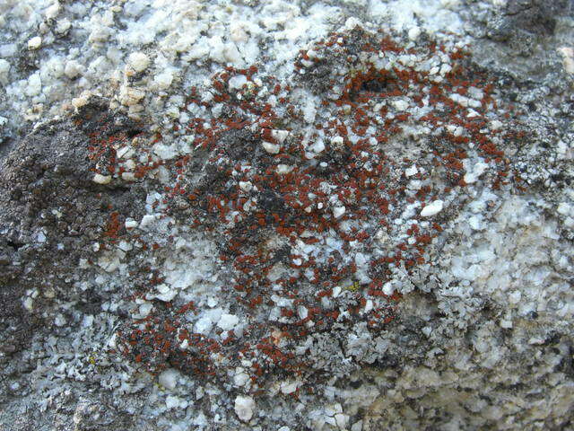 Image of Firedot lichens