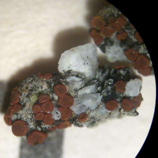 Image of Firedot lichens