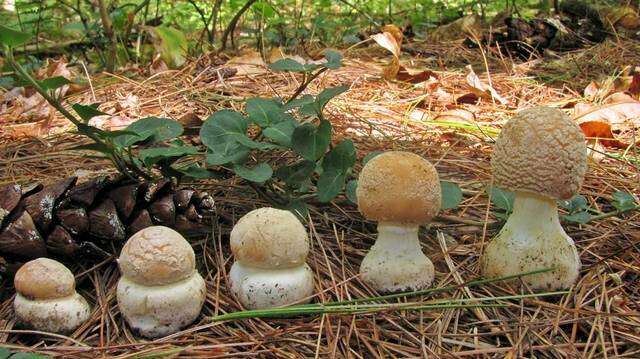 Image of Amanita crenulata Peck 1900