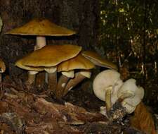 Image of Honey Fungus