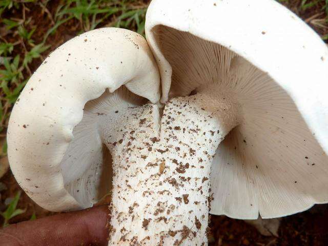 Imagem de Macrocybe