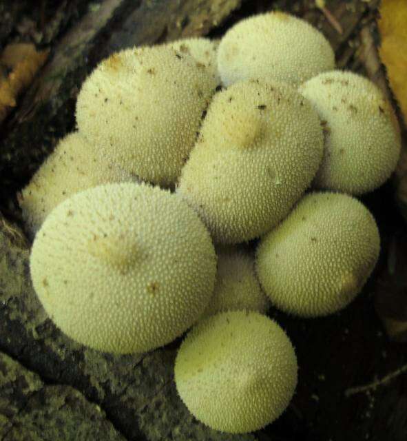 Imagem de Lycoperdon