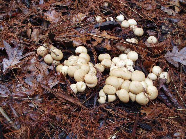 Image of Lycoperdon