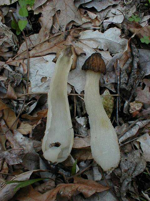 Image of Morchella punctipes Peck 1903