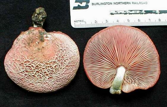 Rhodotus resmi