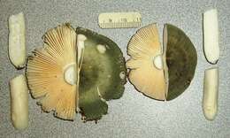 صورة Russula aeruginea Lindblad ex Fr. 1863