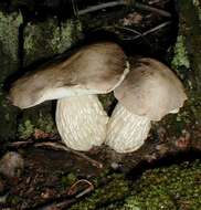 Imagem de Pseudoaustroboletus