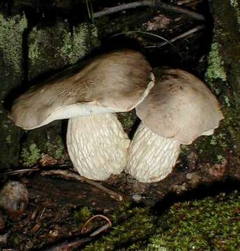 Image of Pseudoaustroboletus