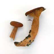 Image of Lactarius rubidus (Hesler & A. H. Sm.) Methven 2013