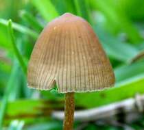 Image de Psilocybe mexicana R. Heim 1957