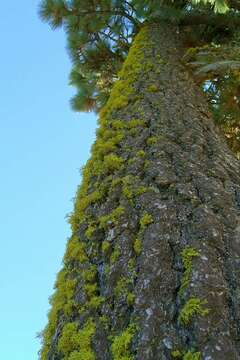 Image of wolf lichen