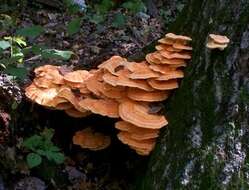 Image de Laetiporus