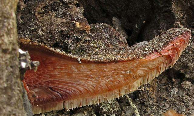 Image of Fistulinaceae