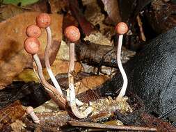 Image of Ophiocordyceps amazonica (Henn.) G. H. Sung, J. M. Sung, Hywel-Jones & Spatafora 2007