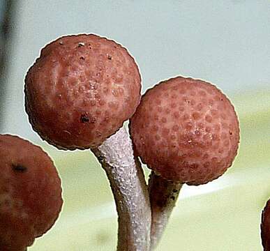 Image of Ophiocordyceps amazonica (Henn.) G. H. Sung, J. M. Sung, Hywel-Jones & Spatafora 2007