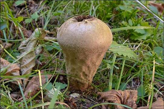 Image de Lycoperdon