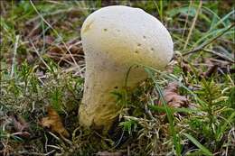 Image of Lycoperdon