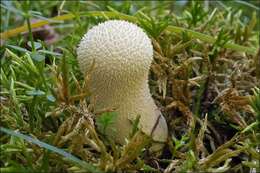 Image de Lycoperdon